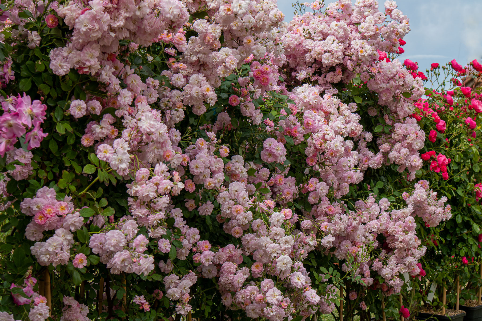 Rosaio Rampicante Leonardo Da Vinci® - Rosa Viva In Vaso, Fiori Rosa Carico Rifiorenti, Ideale Per Giardino E Balcone - Foto 3